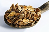 Dried forsythia fruits on wooden spoon