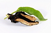 Comfrey root and leaf