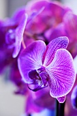 Violette Orchideen (Nahaufnahme)