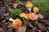 Fly agaric mushrooms with moss in mixed forest