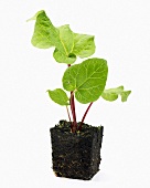 Young rhubarb plant (Rheum rhabarbarum)