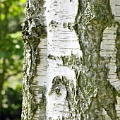 Stamm der Säulen-Birke (Betula pendula Fastigiata)