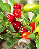 Pepper plant (detail)