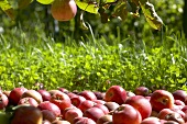 Apples, variety 'Benoni', under an apple tree