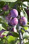 Plums, variety 'Anna Spaeth', on the tree