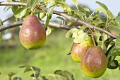 Pears, variety 'Bonne Louise d'Avranche', on the branch