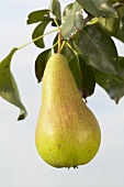 Pear, variety 'Concorde', on the branch