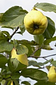 Quinces (Cydonia oblonga 'Rea's Mammoth') on the tree