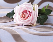 A pink rose (Catalina)