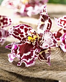 Orchid flower, variety: Cambria bicolor