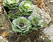 Cabbages in a crate