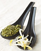 Mung bean sprouts and mung beans