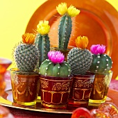 Various cacti with flowers