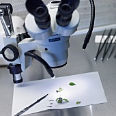 Microscope and pieces of plant material