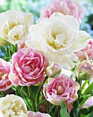 Tulips, varieties: Angelique (pink) and Mount Tacoma (white)