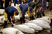 Thunfischversteigerung am Tsukiji-Fischmarkt in Tokio