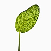 A sage leaf (backlit)