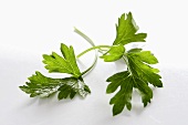 Flat-leaf parsley