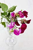 Sweet peas in stemmed glass