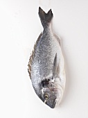 A sea bream