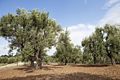 Olive trees