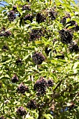 Elderberries on the bush