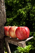 Three red apples on wooden rake in garden