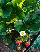 Wild strawberry plant
