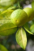 An unripe orange on the tree