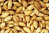 Naked barley (full-frame, close-up)