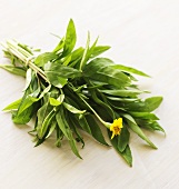 A bunch of tarragon with flower