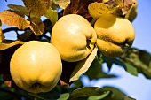 Three quinces on a tree