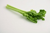 Celery