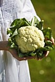 Hands holding cauliflower