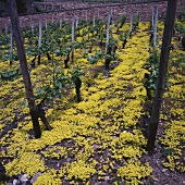 Ecological viticulture, Nahe, Germany