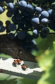 Organic grapes and beetles, S. Tyrol, Italy