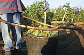 A man with freshly picked white wine grapes, Romania