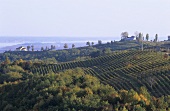 Weinberg vom Weingut Prince Stirbey, Rumänien