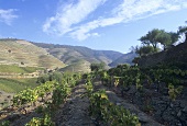 Vineyard of Quinta do Crasto Estate, Douro Valley, Portugal