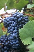 Zweigelt grapes on the vine