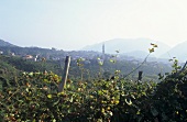 Weinkulturen für Prosecco, Guia, Veneto, Italien