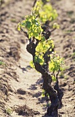Old vine in sandy soil, Sardinia, Italy