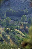 Landscape of vines, Umbria, Italy