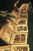 Truffles in wooden boxes, Alba, Piedmont, Italy