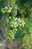 Morillon grapes (Chardonnay), Austria
