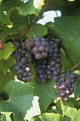 Rulander grapes (Pinot gris)