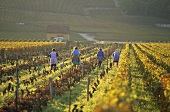 Four women working in vineyard, Burgundy, France