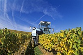 Mechanised grape picking with a grape harvester