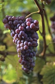 Zinfandel grapes