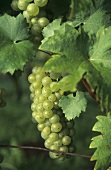 Weissburgunder grapes, Austria